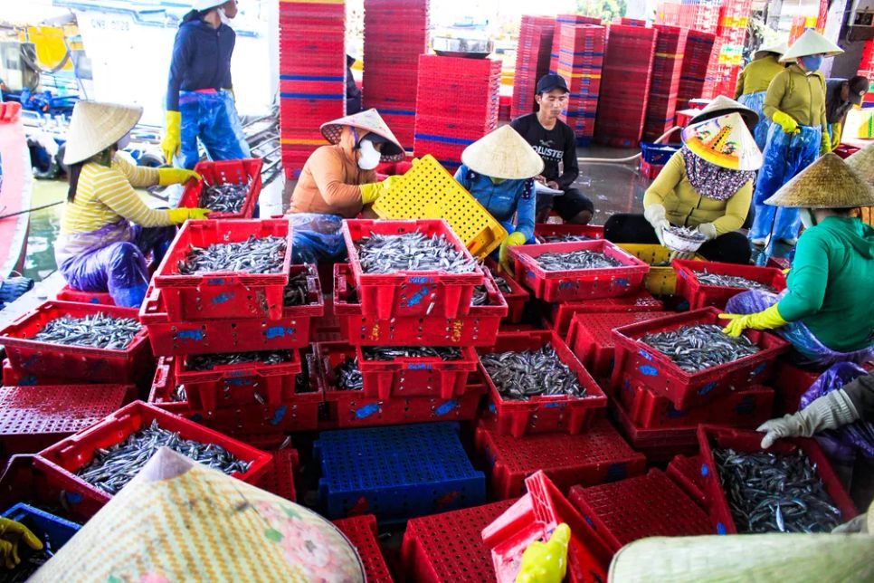 Ngư dân Quảng Ngãi bội thu cá cơm đầu năm Ngư dân Quảng Ngãi bội thu cá cơm đầu năm