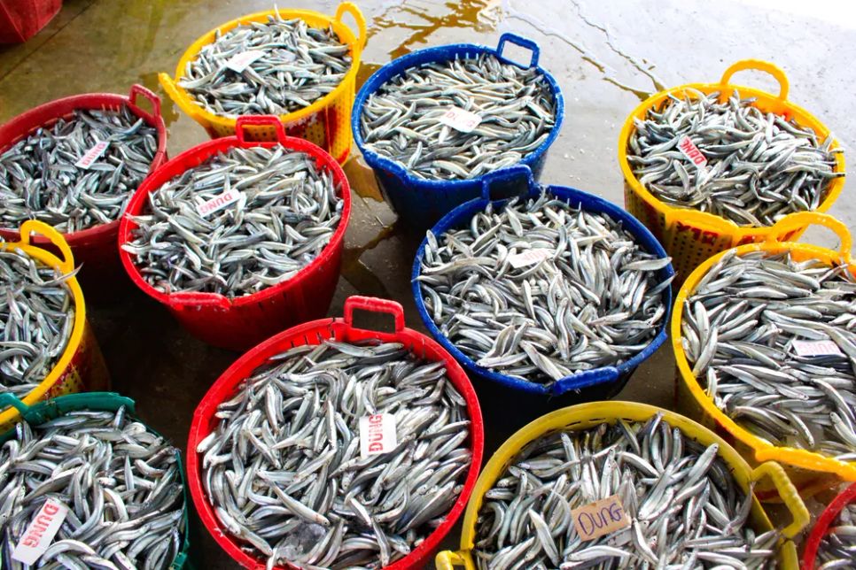 Ngư dân Quảng Ngãi bội thu cá cơm đầu năm Ngư dân Quảng Ngãi bội thu cá cơm đầu năm