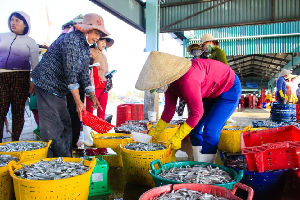 Ngư dân Quảng Ngãi bội thu cá cơm đầu năm Ngư dân Quảng Ngãi bội thu cá cơm đầu năm