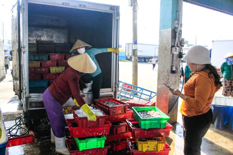 Ngư dân Quảng Ngãi bội thu cá cơm đầu năm Ngư dân Quảng Ngãi bội thu cá cơm đầu năm