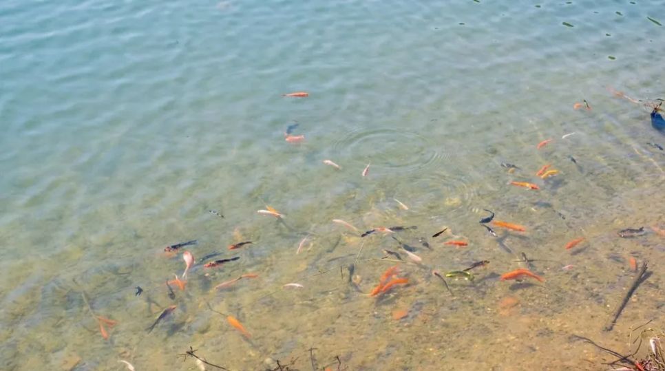 Cá giống thả xuống hồ Cá giống thả xuống hồ