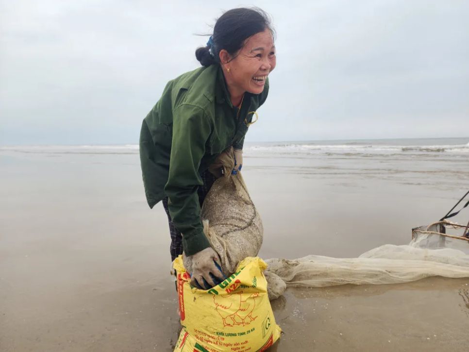 Ốc tép dạt vào bờ biển, người dân đua nhau cào bán cho thương lái Ốc tép dạt vào bờ biển, người dân đua nhau cào bán cho thương lái