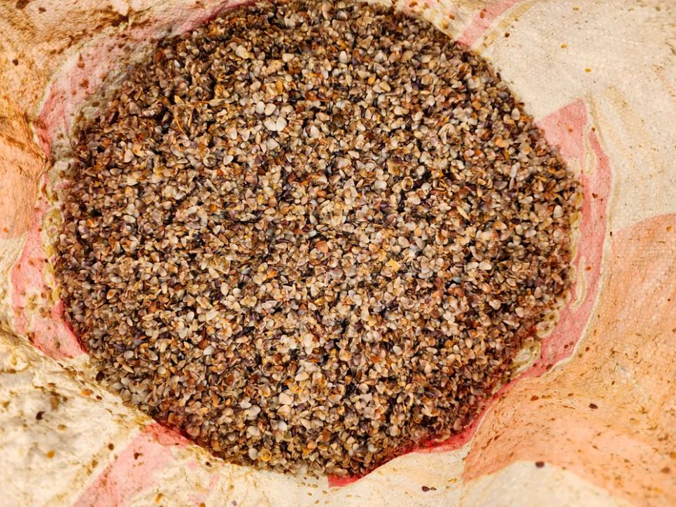 Ốc tép dạt vào bờ biển, người dân đua nhau cào bán cho thương lái Ốc tép dạt vào bờ biển, người dân đua nhau cào bán cho thương lái