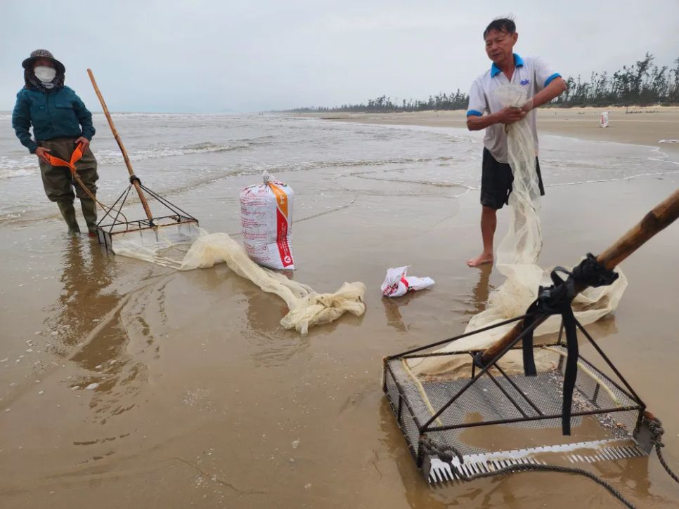 Ốc tép dạt vào bờ biển, người dân đua nhau cào bán cho thương lái Ốc tép dạt vào bờ biển, người dân đua nhau cào bán cho thương lái