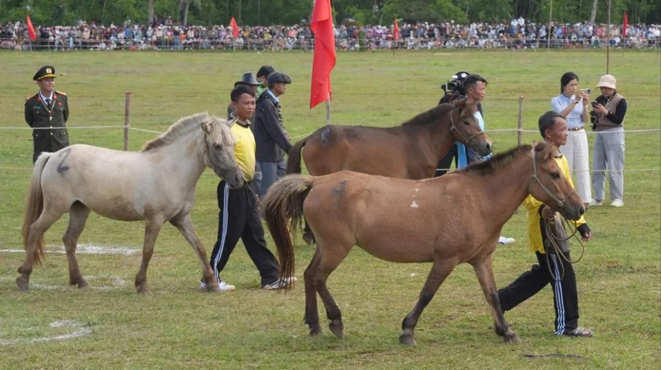 Các ngựa đua chủ yếu là ngựa cái