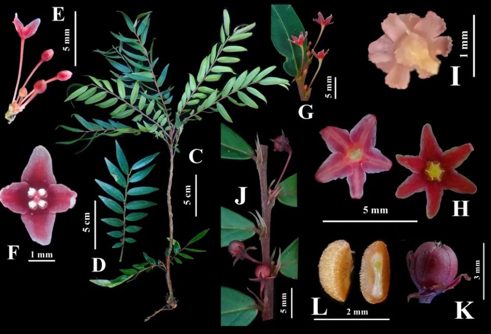 Loài mới được đặt tên khoa học Nymphanthus vietnamensis (tên Việt Nam là Diệp hạ châu Việt Nam) đã được công bố trên tạp chí khoa học quốc tế uy tín Phytotaxa Loài mới được đặt tên khoa học Nymphanthus vietnamensis (tên Việt Nam là Diệp hạ châu Việt Nam) đã được công bố trên tạp chí khoa học quốc tế uy tín Phytotaxa