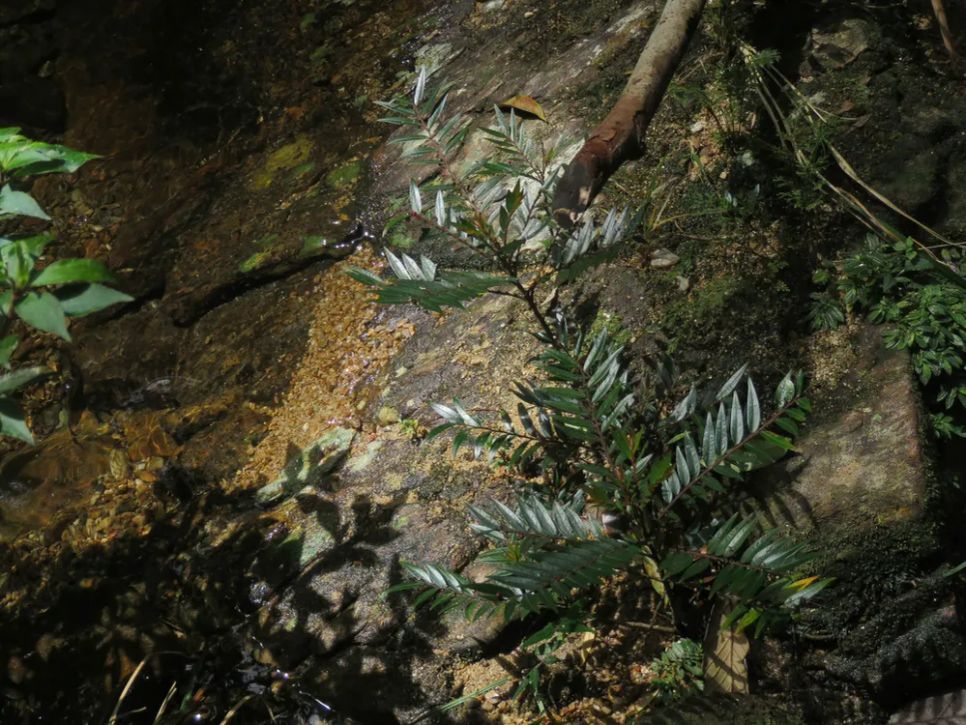 Nymphanthus vietnamensis phân bố chủ yếu ở Quảng Trị và TP Huế Nymphanthus vietnamensis phân bố chủ yếu ở Quảng Trị và TP Huế