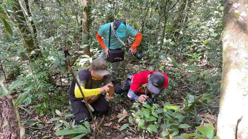 Phát hiện loài thực vật mới ở Khu Dự trữ thiên nhiên Phong Điền Phát hiện loài thực vật mới ở Khu Dự trữ thiên nhiên Phong Điền