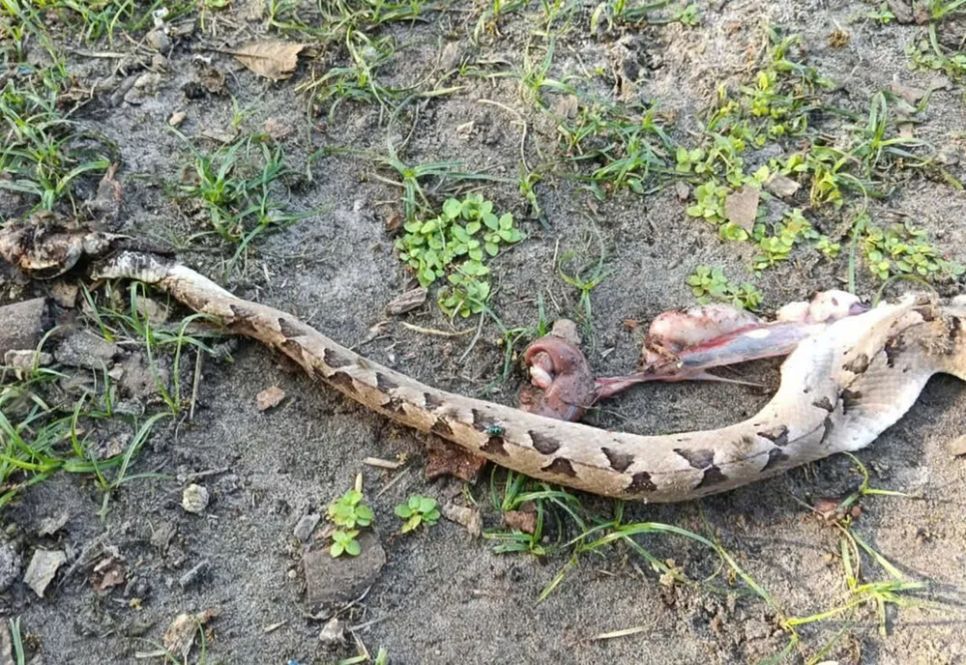 Con rắn chàm quạp cắn nạn nhân