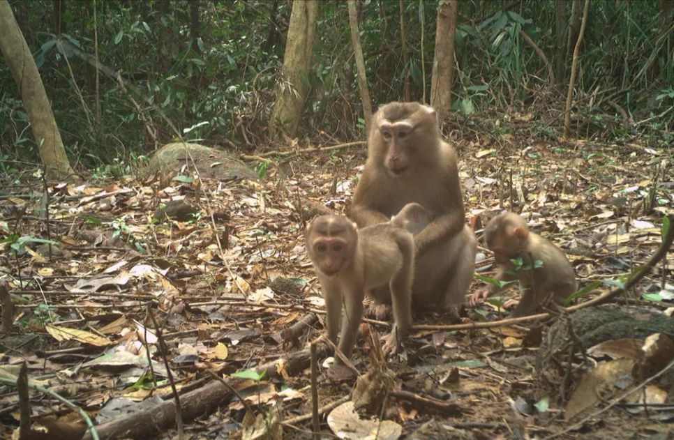Bẫy ảnh ghi nhận đàn khỉ có cá thể non