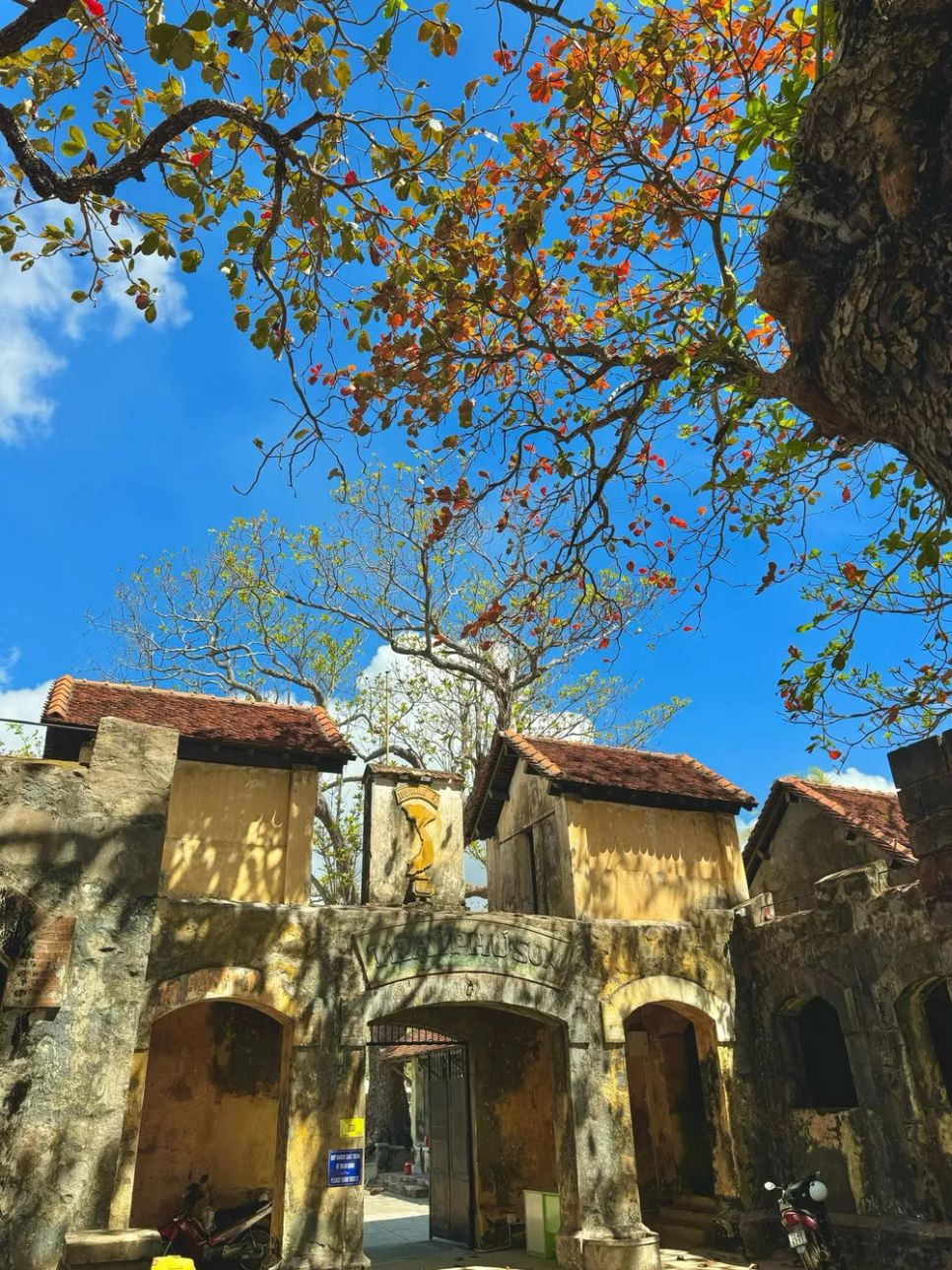 Cây bàng trước di tích trại tù Phú Sơn cũng thay áo mới. Ảnh: PHONG CÔN ĐẢO Cây bàng trước di tích trại tù Phú Sơn cũng thay áo mới. Ảnh: PHONG CÔN ĐẢO