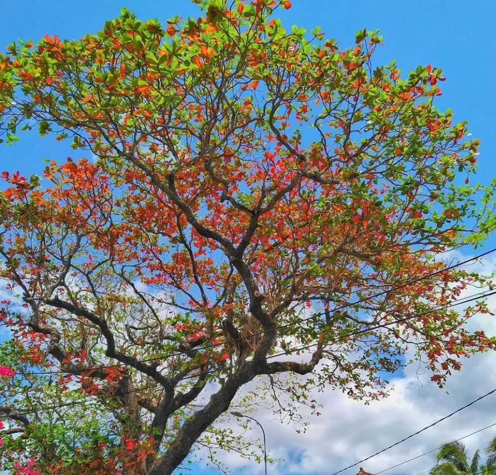 Ngỡ ngàng Côn Đảo mùa bàng thay lá Ngỡ ngàng Côn Đảo mùa bàng thay lá
