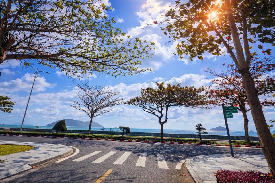 Những cây bàng trên đường phố Côn Đảo thay lá. Ảnh: PHONG CÔN ĐẢO Những cây bàng trên đường phố Côn Đảo thay lá. Ảnh: PHONG CÔN ĐẢO