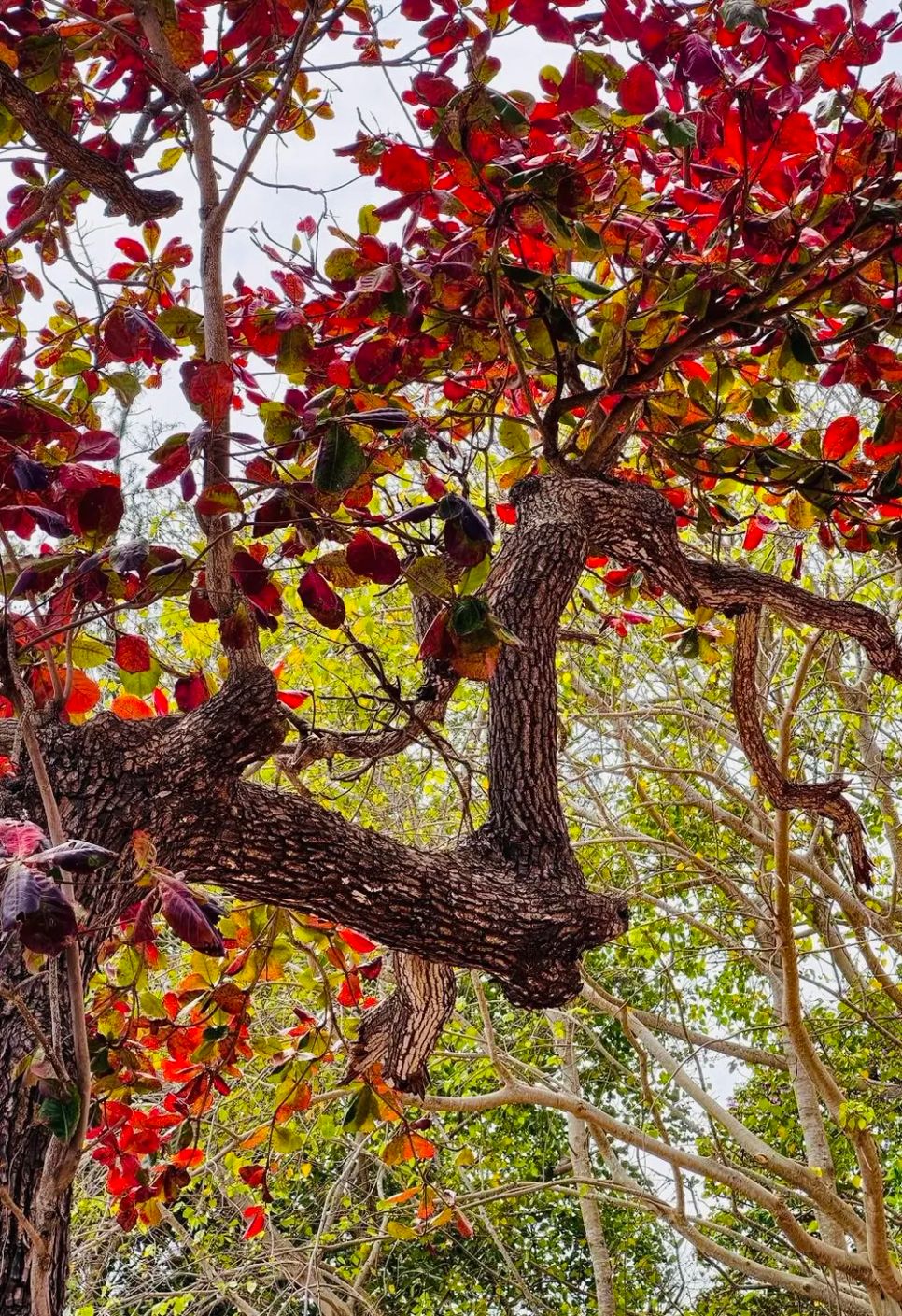 Những cây bàng trút bỏ lớp lá đỏ, lá vàng già cỗi để chuẩn bị khoác lên mình chiếc áo xanh, non tơ. Ảnh: AILIEN Những cây bàng trút bỏ lớp lá đỏ, lá vàng già cỗi để chuẩn bị khoác lên mình chiếc áo xanh, non tơ. Ảnh: AILIEN