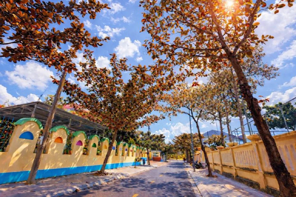 Những dãy bàng chuẩn bị thay lá tạo nên sắc màu đặc biệt, khiến Côn Đảo trở nên quyến rũ hơn. Ảnh: PHONG CÔN ĐẢO Những dãy bàng chuẩn bị thay lá tạo nên sắc màu đặc biệt, khiến Côn Đảo trở nên quyến rũ hơn. Ảnh: PHONG CÔN ĐẢO