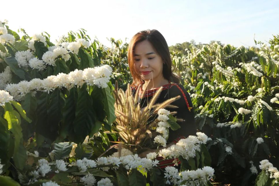 Hoa cà phê nở rộ thu hút du khách đến thăm quan Hoa cà phê nở rộ thu hút du khách đến thăm quan