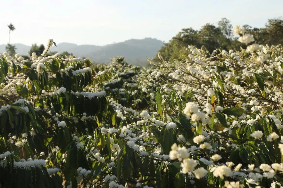 Mê mẩn mùa hoa cà phê Tây Nguyên Mê mẩn mùa hoa cà phê Tây Nguyên