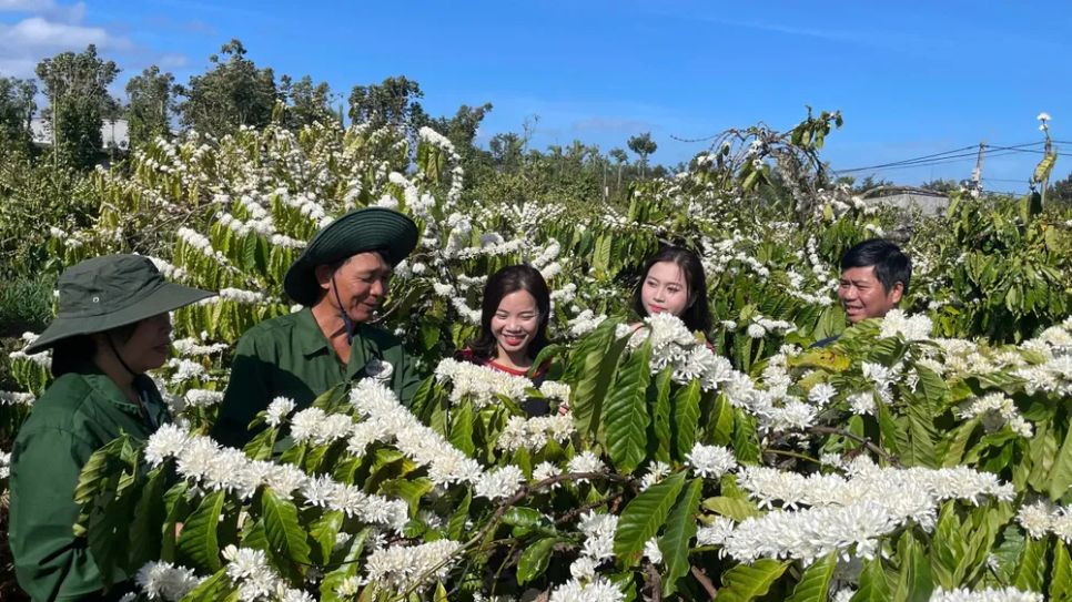 Mê mẩn mùa hoa cà phê Tây Nguyên Mê mẩn mùa hoa cà phê Tây Nguyên