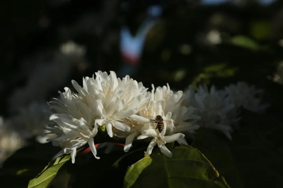 Những chú ong say mê hút mật Những chú ong say mê hút mật