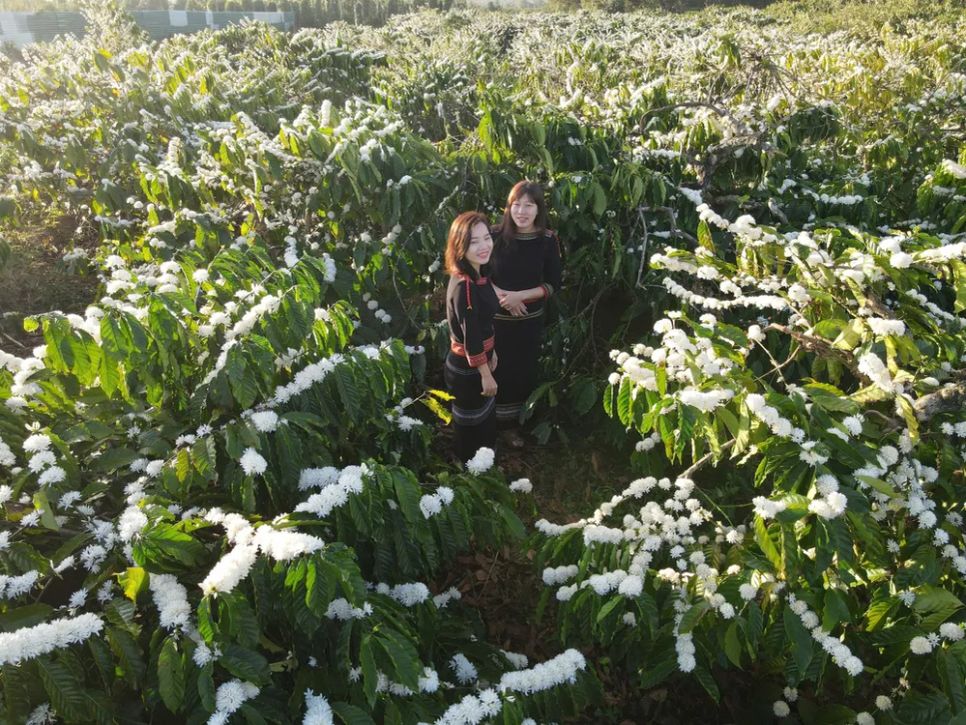 Những ngày này hoa cà phê nở trắng xóa Những ngày này hoa cà phê nở trắng xóa