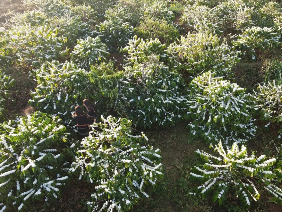 Những vườn cà phê nở trắng báo hiệu vụ mùa bội thu Những vườn cà phê nở trắng báo hiệu vụ mùa bội thu