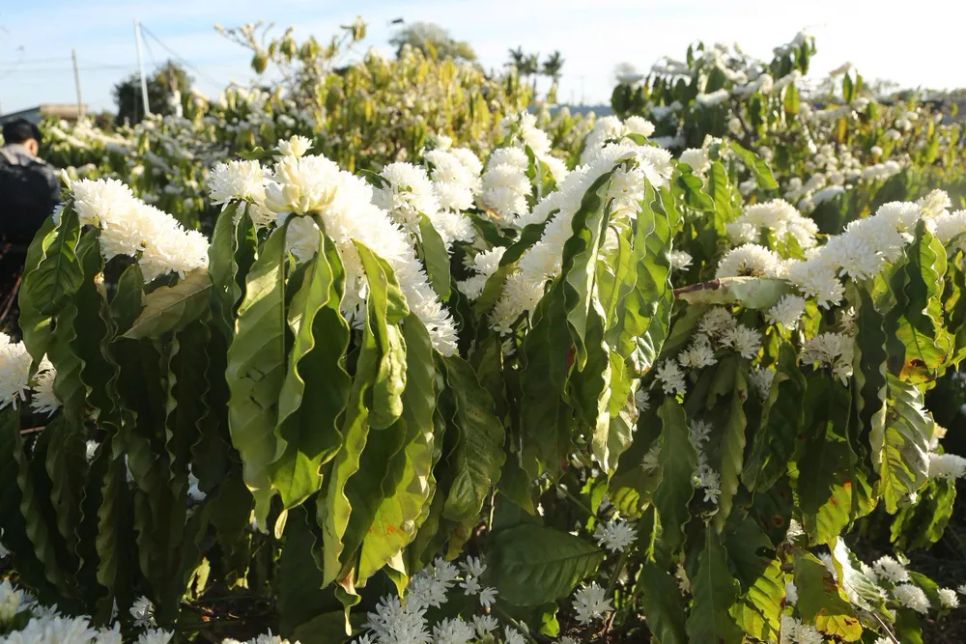 Sau Tết Nguyên đán, những vườn cà phê ở Đắk Lắk nở rộ Sau Tết Nguyên đán, những vườn cà phê ở Đắk Lắk nở rộ