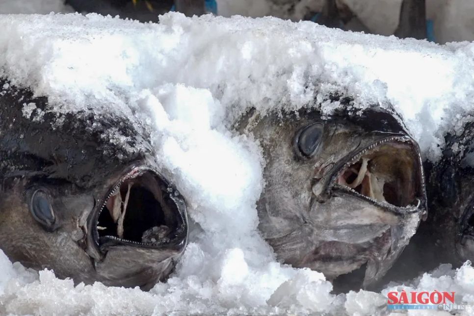 Cá được xếp gọn gàng, theo lớp