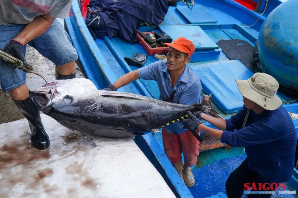 Ngư dân Khánh Hòa trúng đậm cá ngừ đại dương