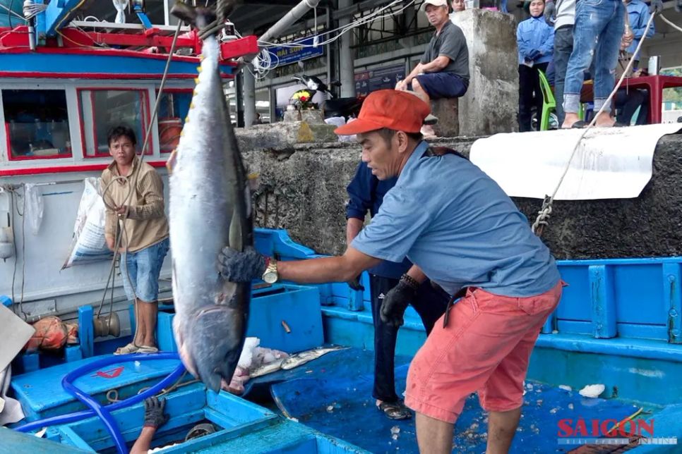 Ngư dân Khánh Hòa trúng đậm cá ngừ đại dương
