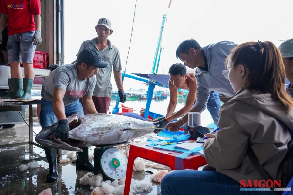 Ngư dân Khánh Hòa trúng đậm cá ngừ đại dương