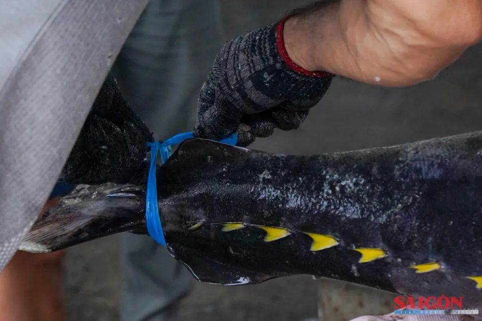 Người mua cột dây vào đuôi cá ngừ vây vàng