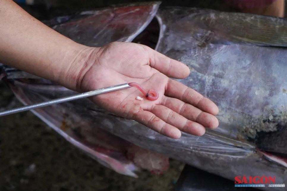 Nhân viên kỹ thuật của doanh nghiệp thu mua kiểm tra chất lượng cá