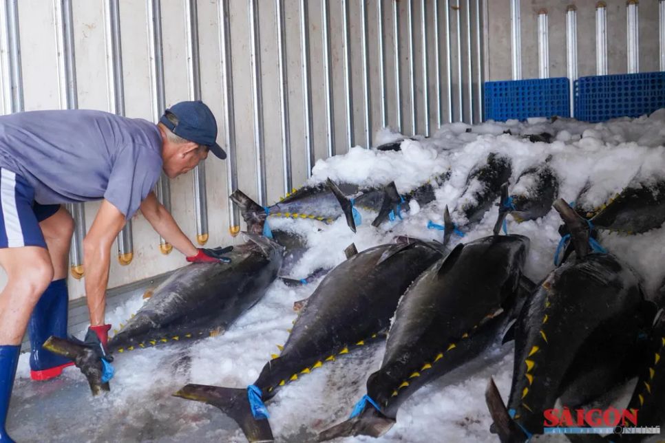 Xe đông lạnh tập kết ngay tại cảng để ướp cá, chở về công ty