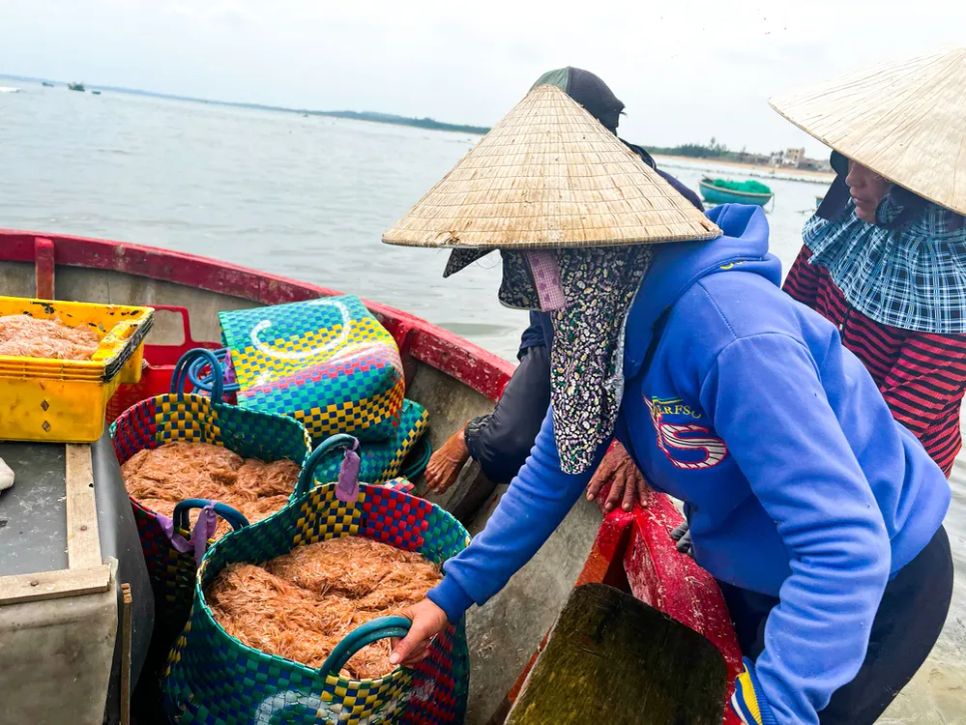 Vào đầu vụ ruốc, nhiều tàu trúng 2-3 tấn ruốc/ngày. Ảnh: NGUYỄN TRANG Vào đầu vụ ruốc, nhiều tàu trúng 2-3 tấn ruốc/ngày. Ảnh: NGUYỄN TRANG