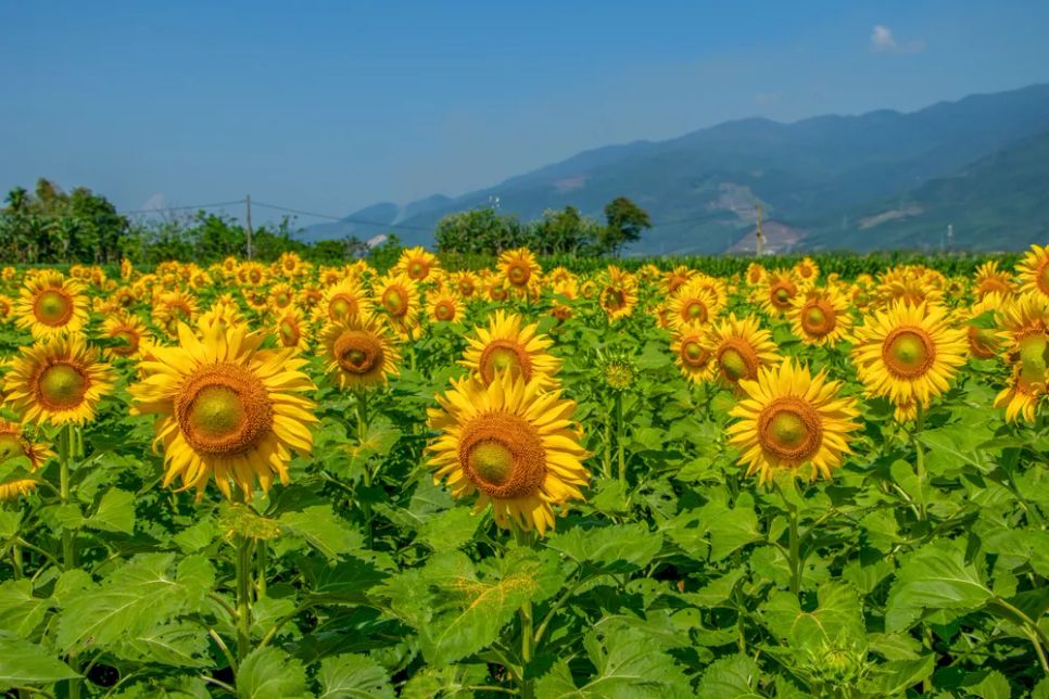 Hàng nghìn bông hướng dương khoe sắc dưới ánh mặt trời