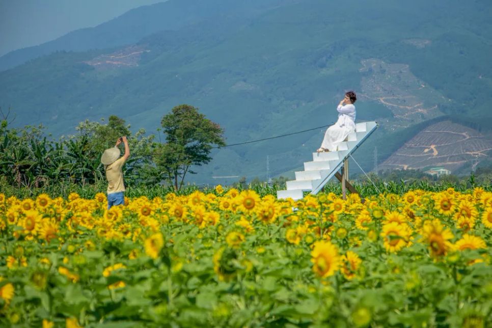 “Nấc thang lên thiên đường” nổi bật giữa sắc hoa vàng