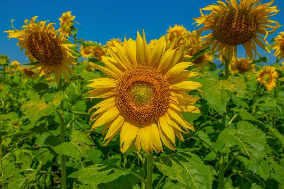 Những cánh hoa vàng tươi bung nở dưới nắng