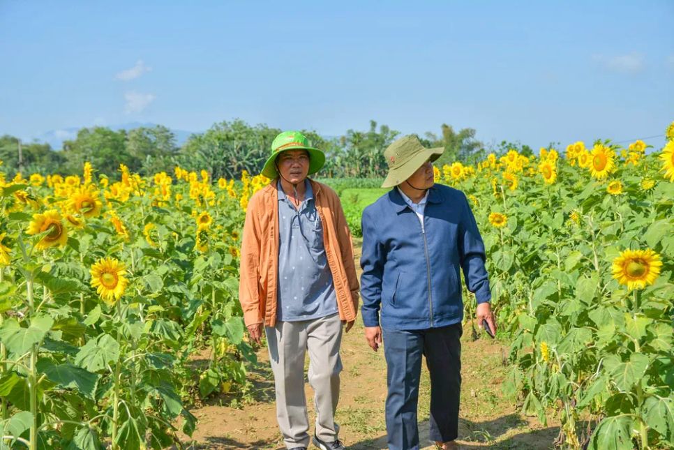 Ông Lê Phan Minh, Chủ tịch UBND xã Vu Gia và ông Ngô Văn Phi, Giám đốc Hợp tác xã Nông nghiệp Đại Minh, tham quan, kiểm tra mô hình cánh đồng hoa hướng dương