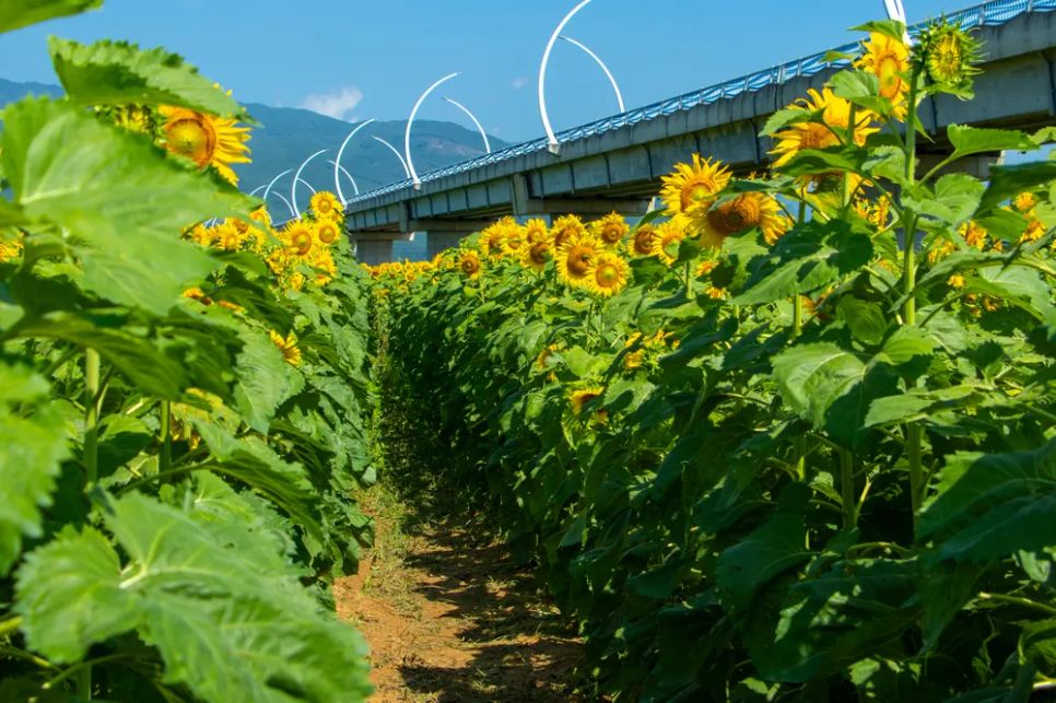 Vu Gia rực sắc hướng dương, điểm hẹn check-in cuối tuần ở Đà Nẵng