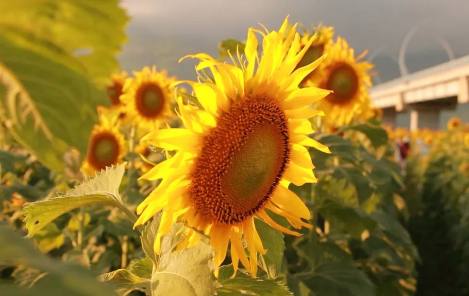 Vu Gia rực sắc hướng dương, điểm hẹn check-in cuối tuần ở Đà Nẵng