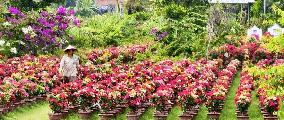 Chợ Lách phấn đấu mỗi năm cung ứng 5 triệu sản phẩm hoa kiểng. Ảnh: TÍN HUY Chợ Lách phấn đấu mỗi năm cung ứng 5 triệu sản phẩm hoa kiểng. Ảnh: TÍN HUY