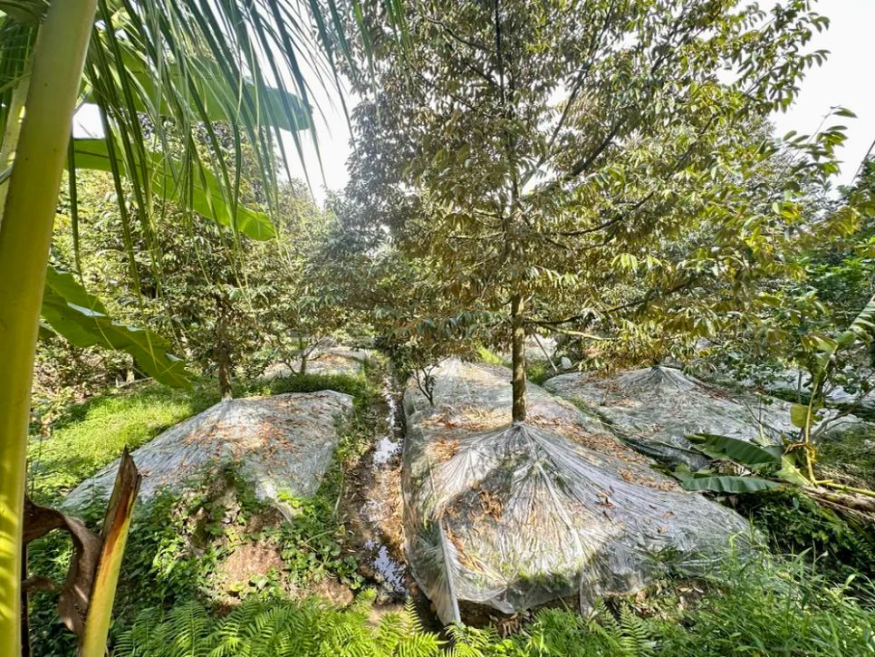 Người dân xã Ngũ Hiệp đắp mô sầu riêng cao để bảo vệ cây sầu riêng không bị nhiễm mặn