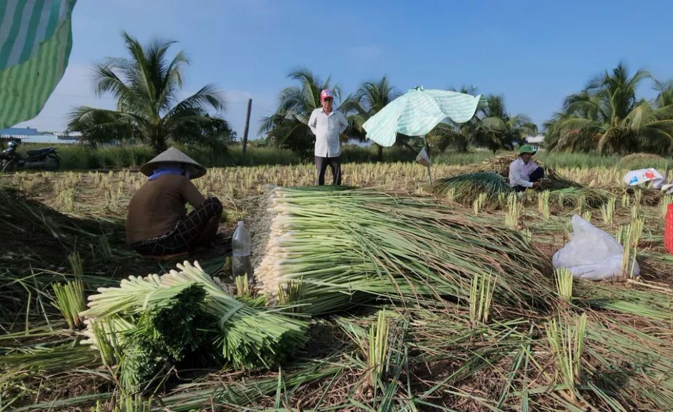 Nông dân vùng Tân Phú Đông thu hoạch sả