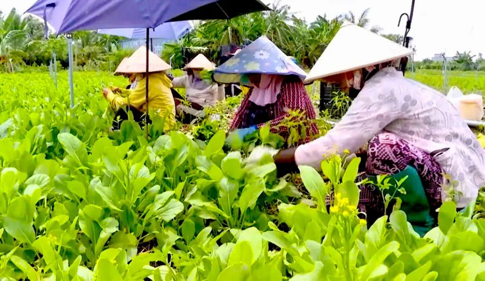 Rau màu ở Đồng Tháp tươi xanh trong mùa hạn mặn