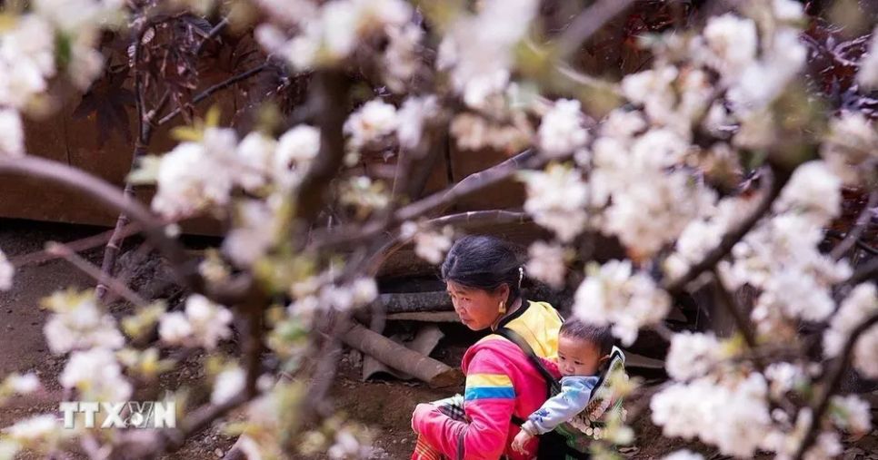 Sơn La: Ngỡ ngàng mùa hoa sơn tra nở trắng bản Nậm Nghiệp