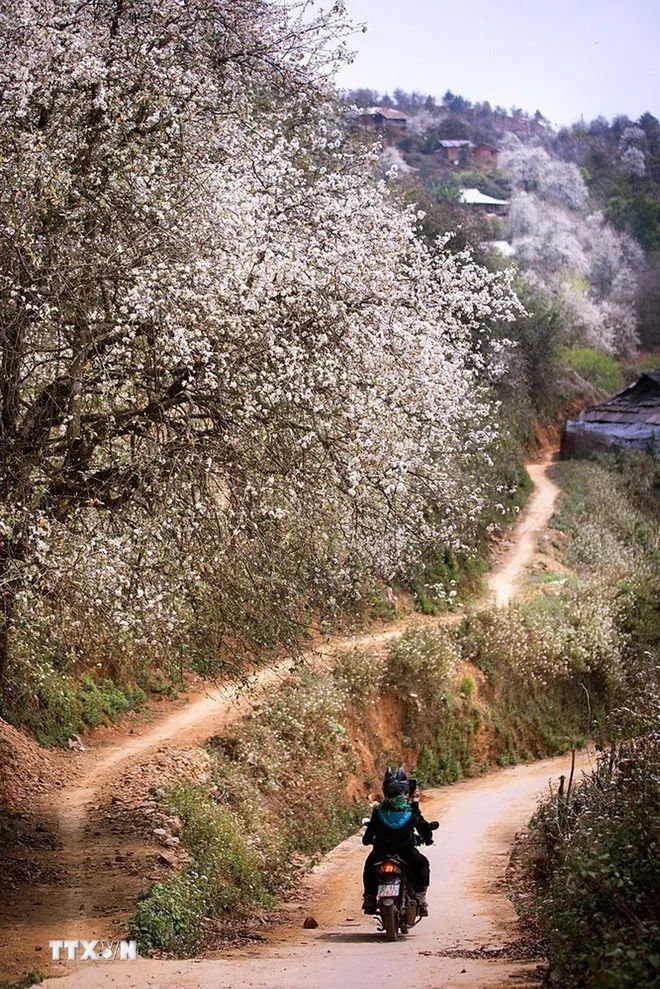Sơn La: Ngỡ ngàng mùa hoa sơn tra nở trắng bản Nậm Nghiệp