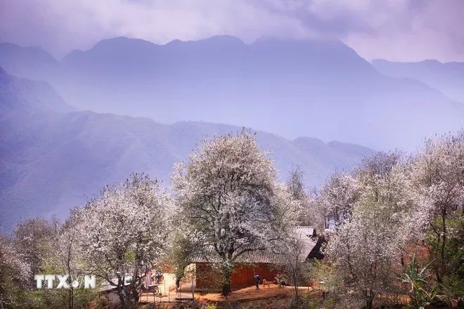 Sơn La: Ngỡ ngàng mùa hoa sơn tra nở trắng bản Nậm Nghiệp