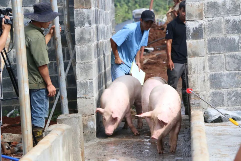 Chăn nuôi heo hộ gia đình tại xã Đức An (tỉnh Lâm Đồng)