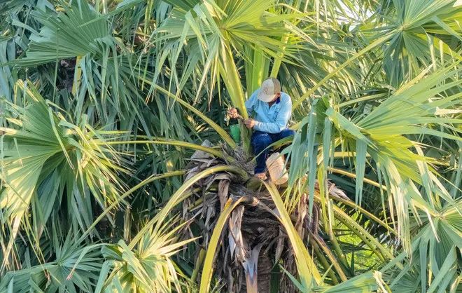 Ngọt ngào nghề làm đường thốt nốt của đồng bào Khmer vùng Bảy Núi