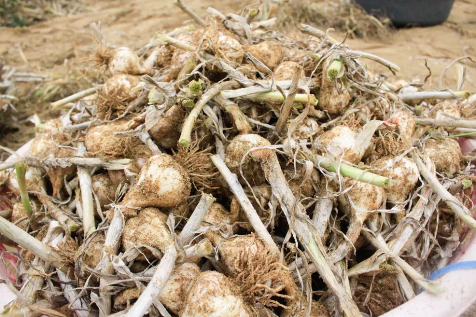 Vùng đất Quảng Ngãi có nghề trồng tỏi mang lại nguồn sinh kế cho người dân. Ảnh: NGUYỄN TRANG